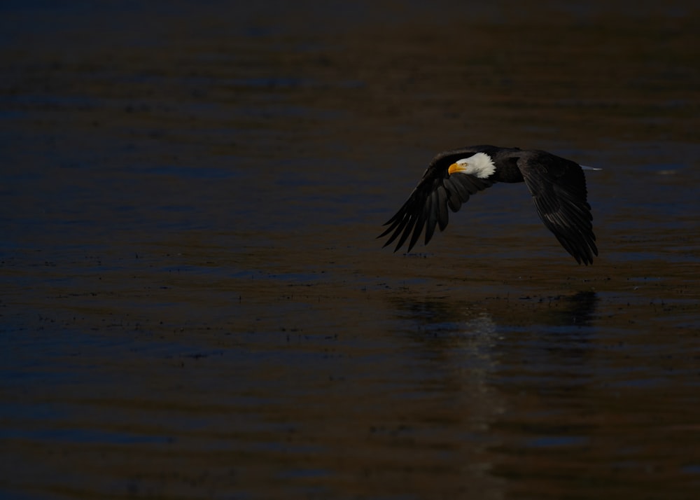 a black and white bird flying over a body of water