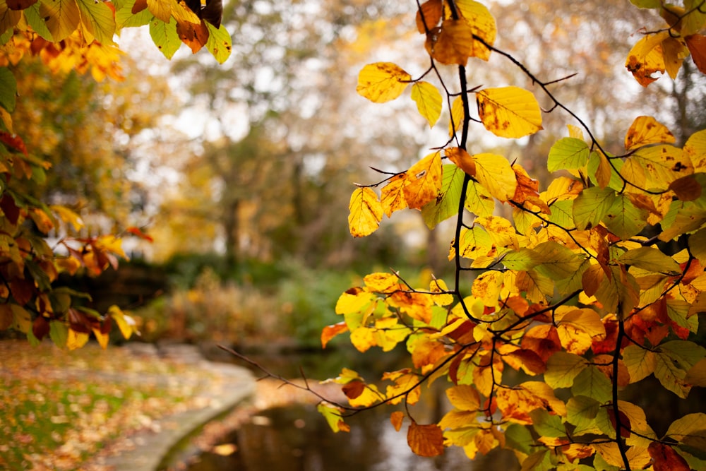 a tree with yellow and red leaves near a body of water