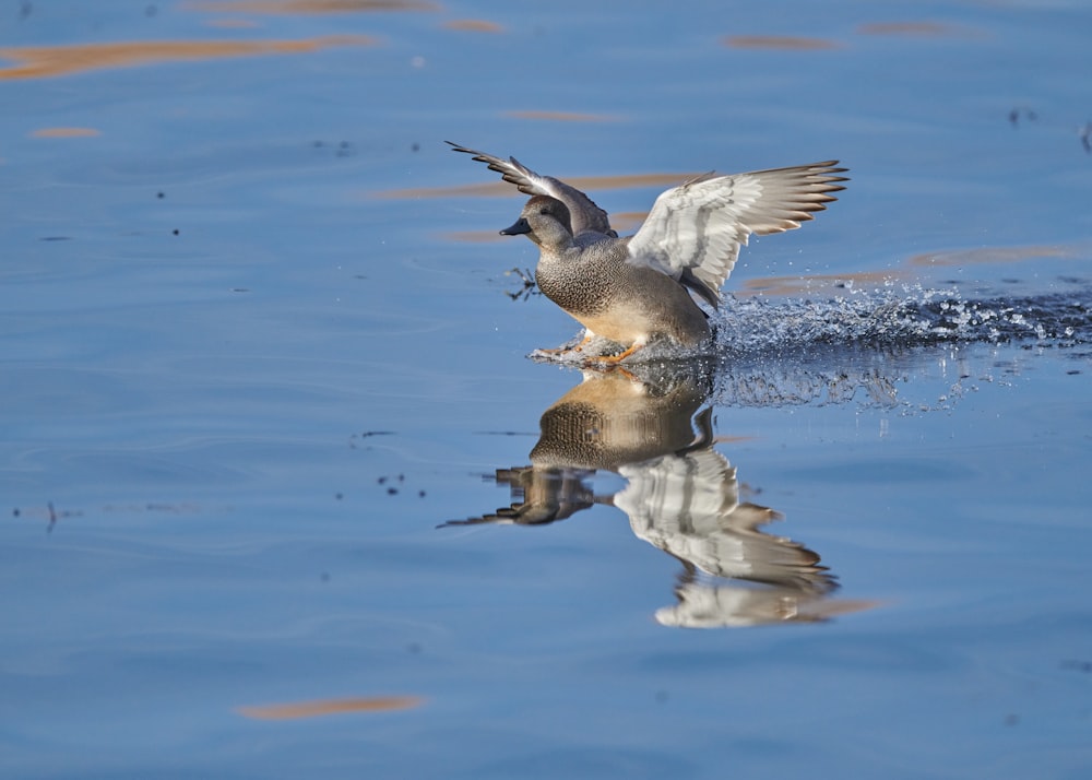 Eine Ente, die mit den Flügeln im Wasser schlägt