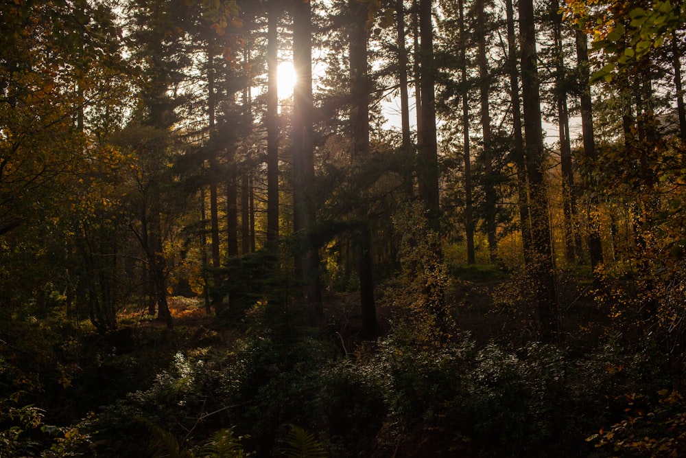 the sun is shining through the trees in the forest