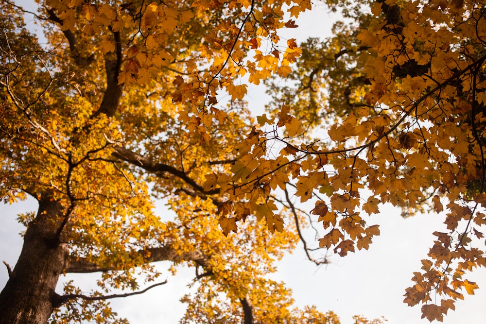 a tree with yellow leaves and a blue sky in the background