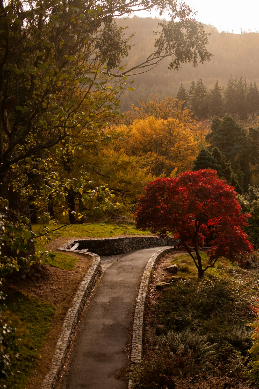 a pathway in the middle of a lush green forest