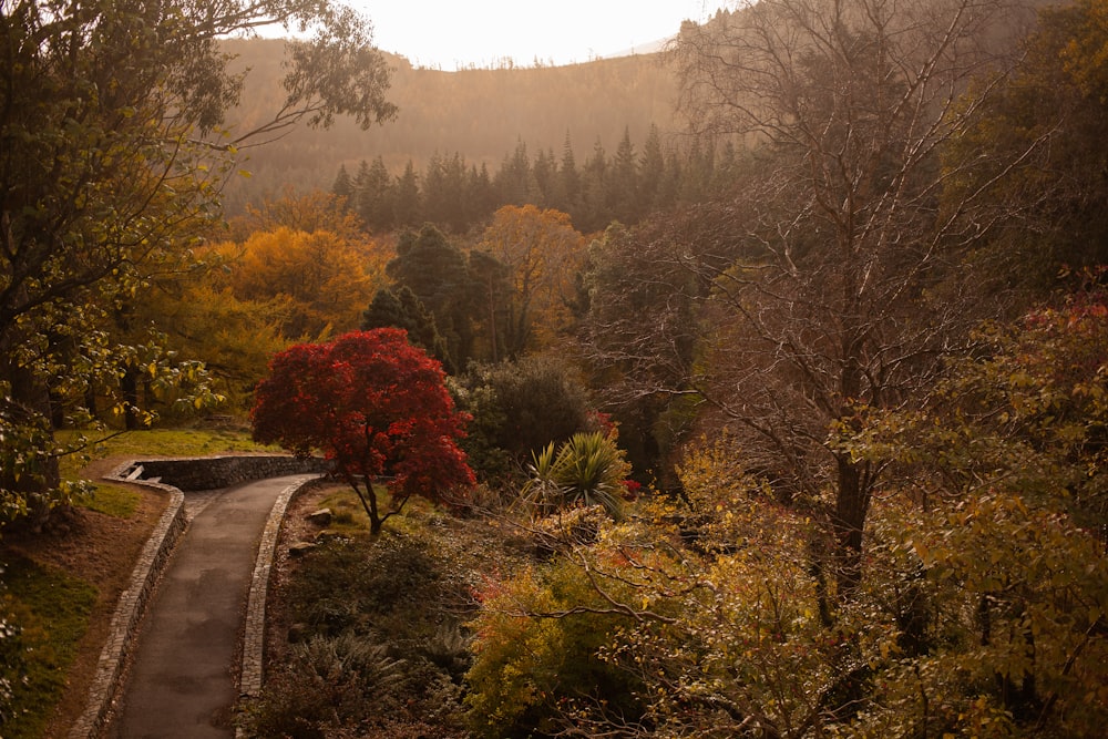 a winding road in the middle of a forest