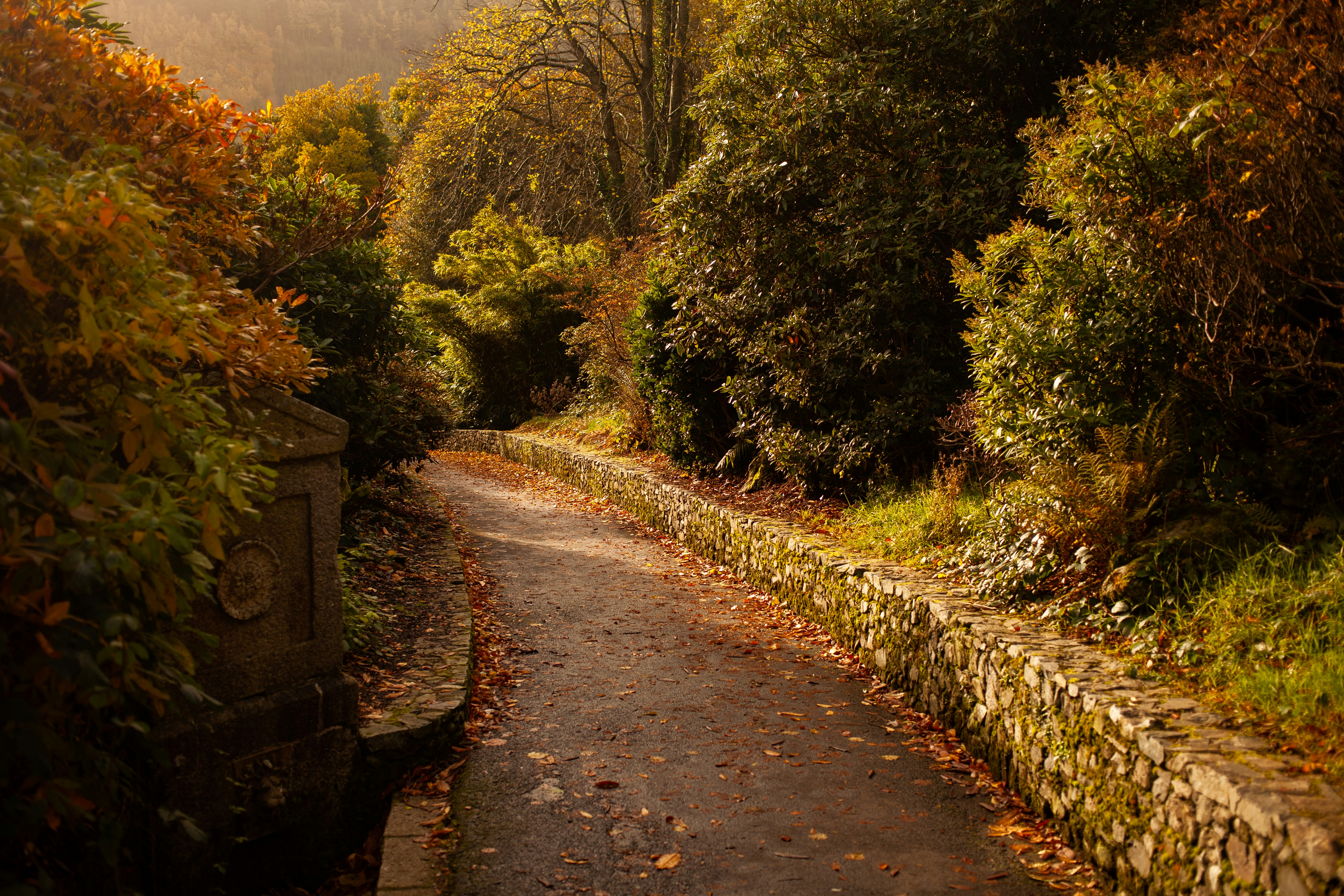 a path in the middle of a wooded area