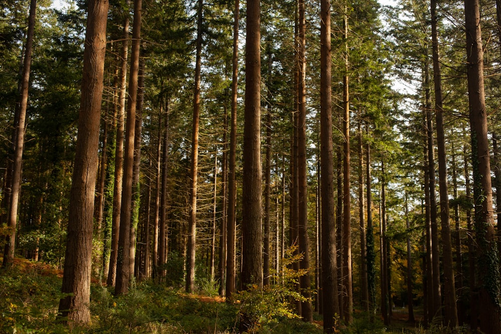 a forest filled with lots of tall trees