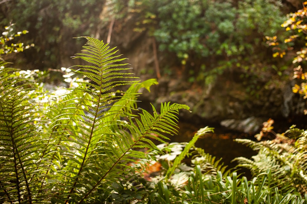 a leafy plant in the foreground with a stream in the background