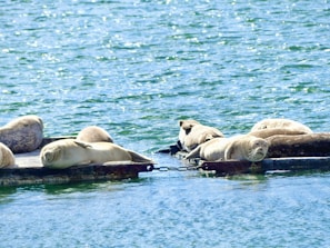 Several seals are lounging on a floating platform in a body of water, basking under the bright sunlight. The water appears calm and glistens with the reflection of sunlight.