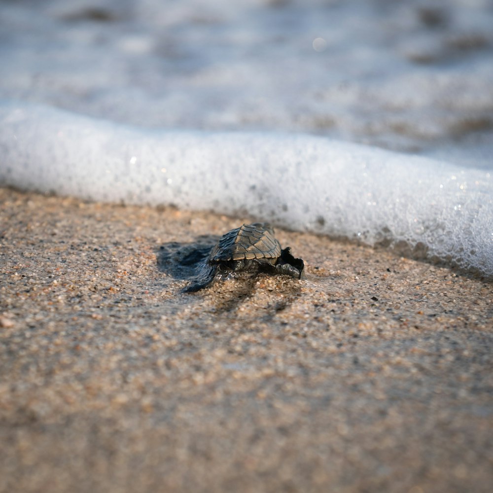 a baby turtle crawling on the sand at the beach