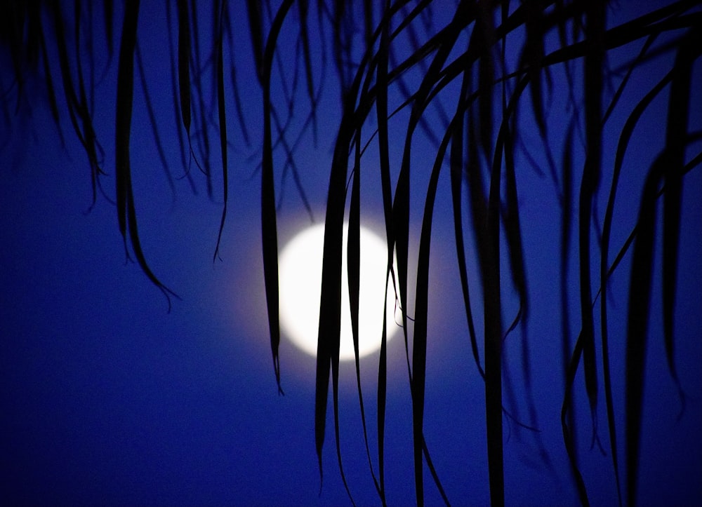 a full moon seen through the branches of a tree