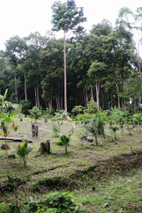 a forest filled with lots of trees and plants