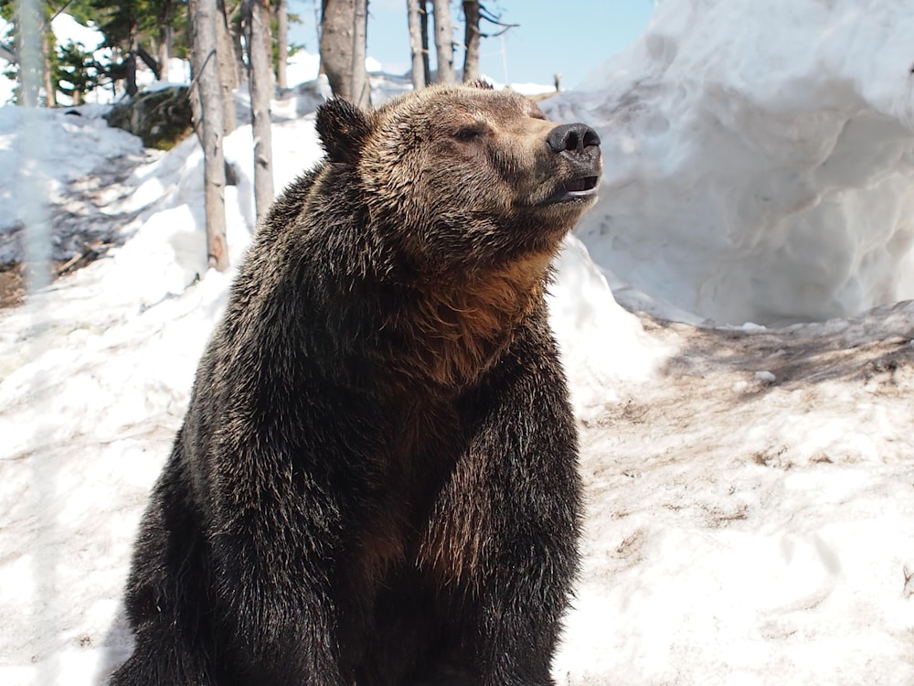 a large brown bear sitting on top of a snow covered ground