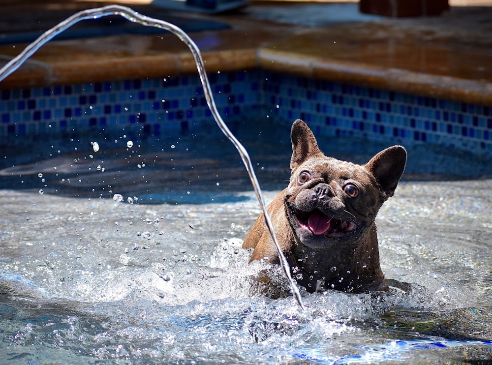 a dog playing in a pool with a hose