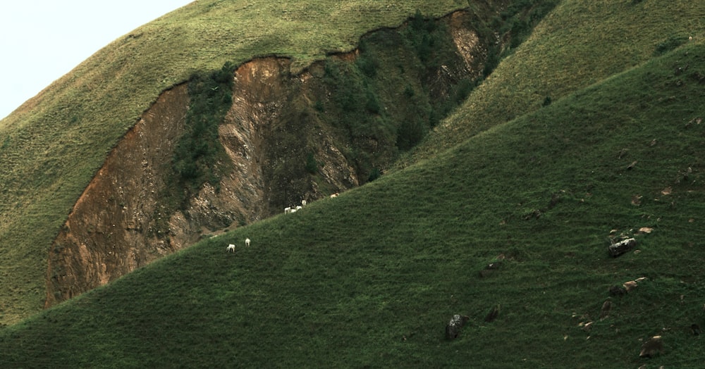 a group of sheep standing on top of a lush green hillside