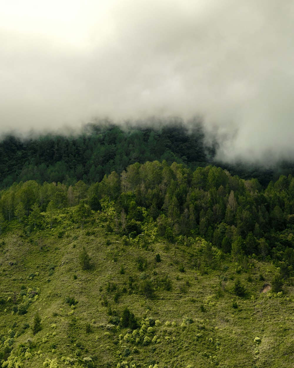 a lush green hillside covered in clouds and trees