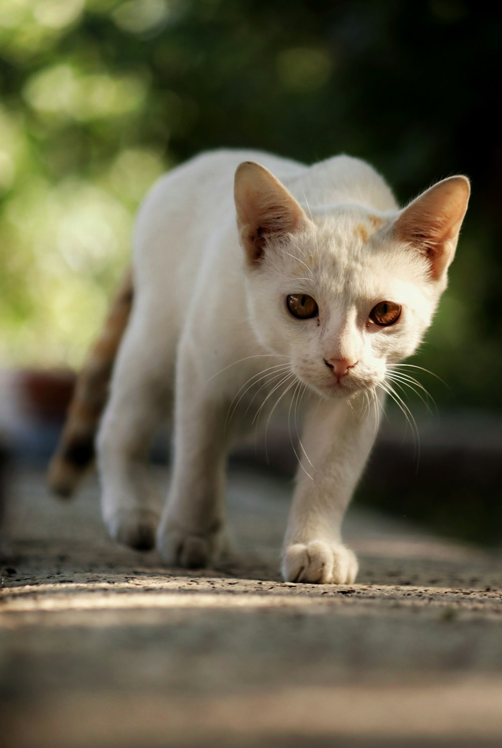 a white cat walking across a sidewalk next to a forest