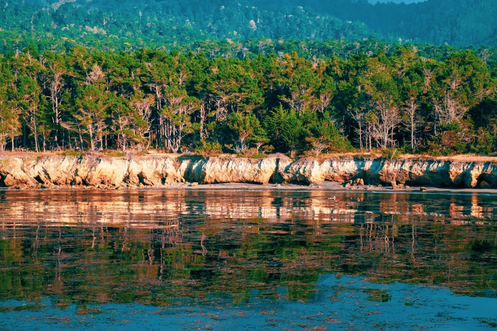 um corpo de água cercado por uma floresta