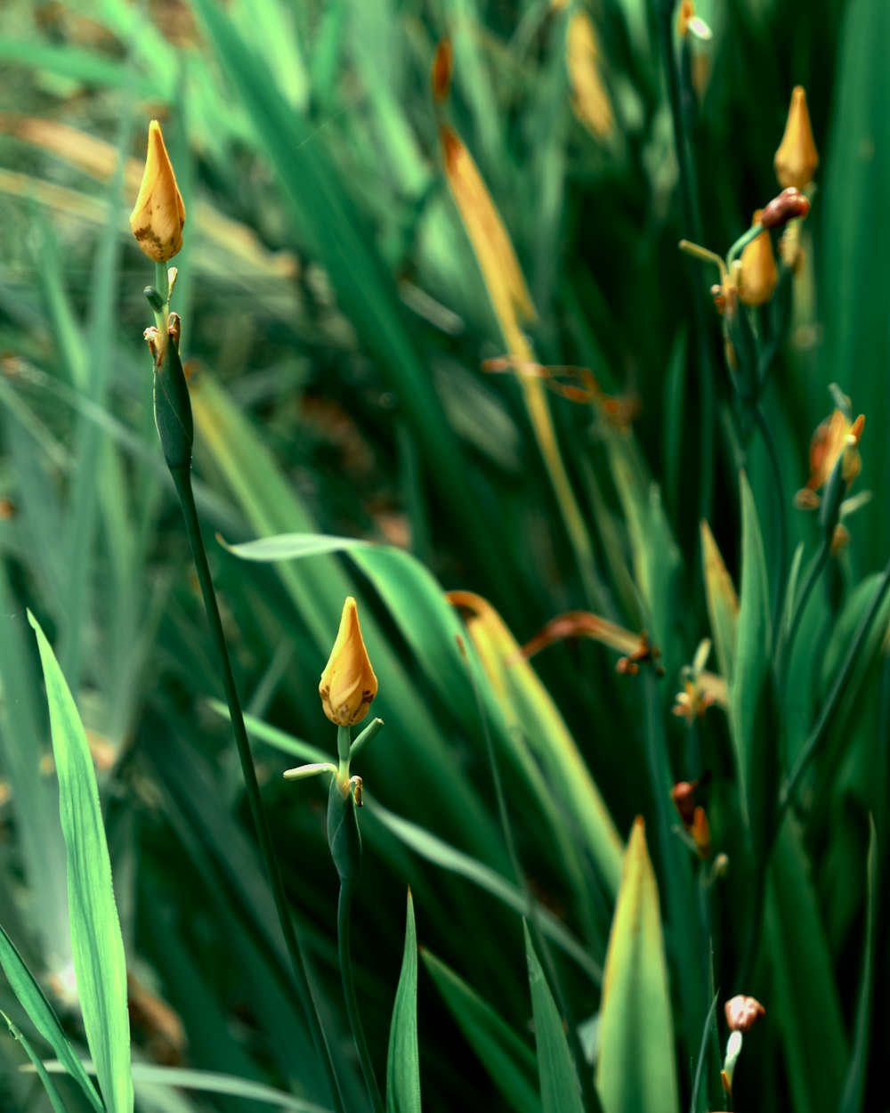 a close up of some yellow flowers in a field