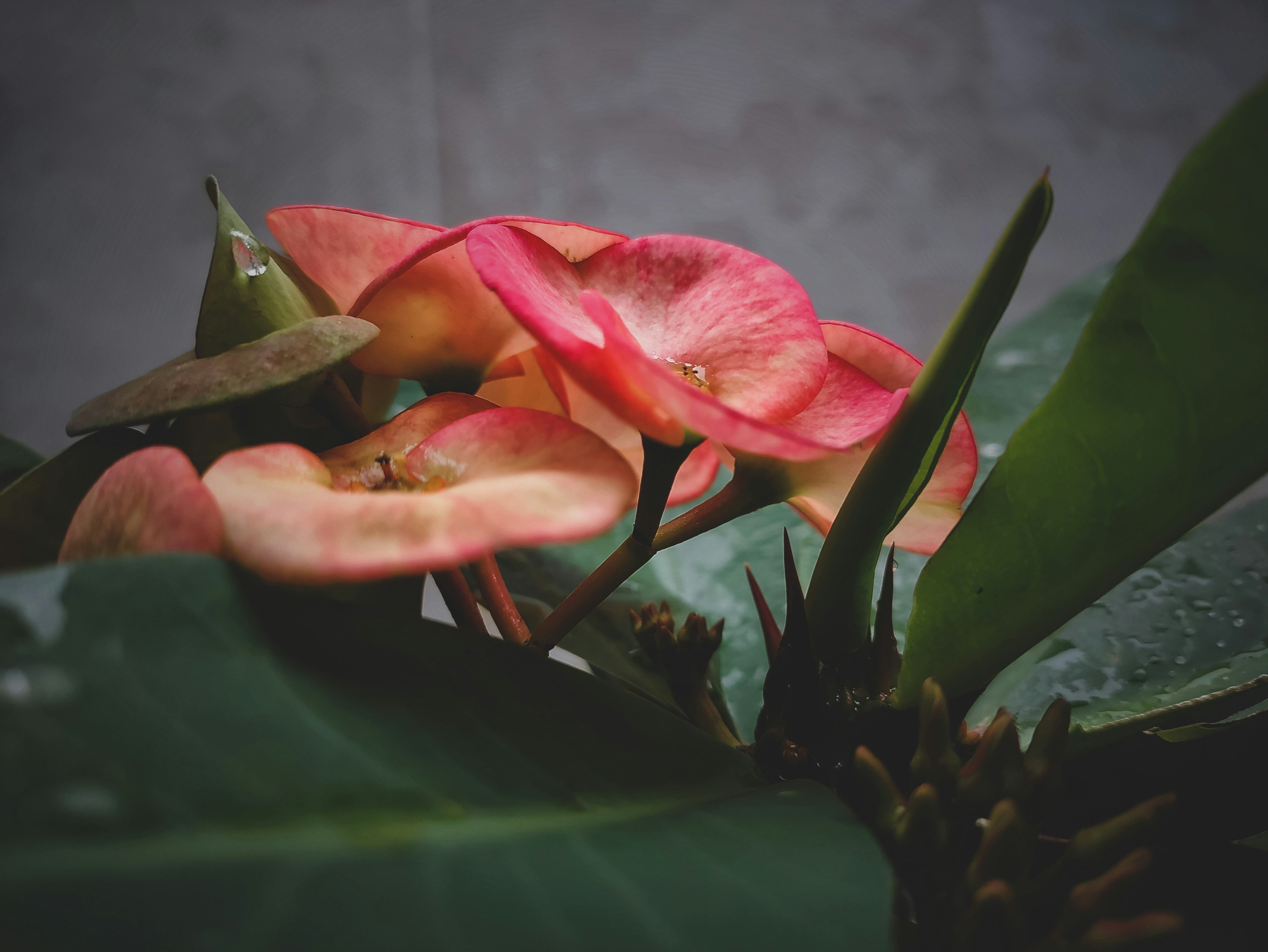 Photo by dharanish_1998