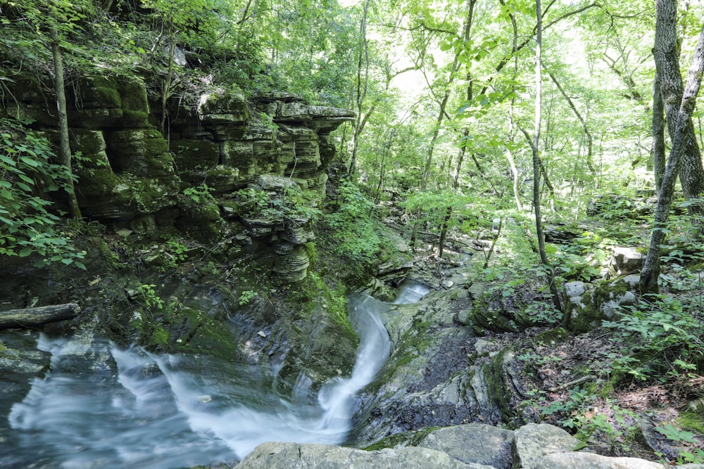 a river running through a lush green forest