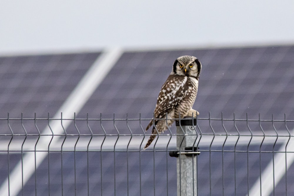 an owl sitting on top of a metal fence