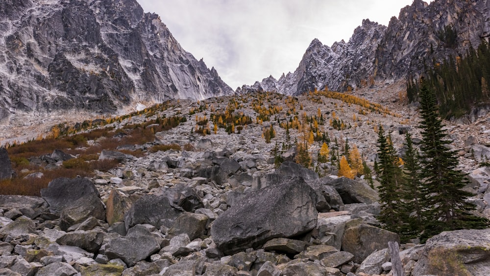 a rocky mountain slope with trees and rocks