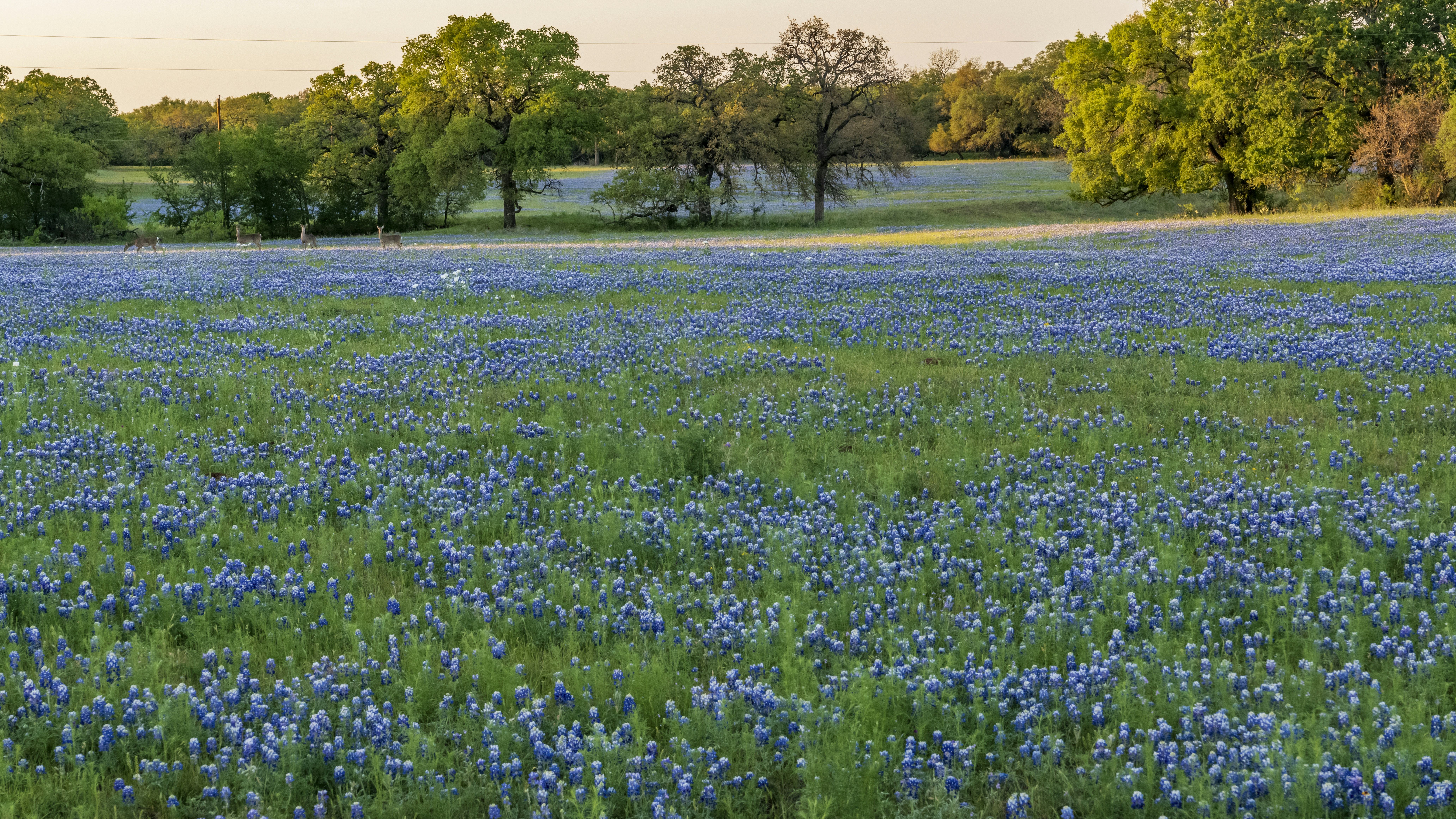 Close-up of Cards Against Humanity game cards on a table.