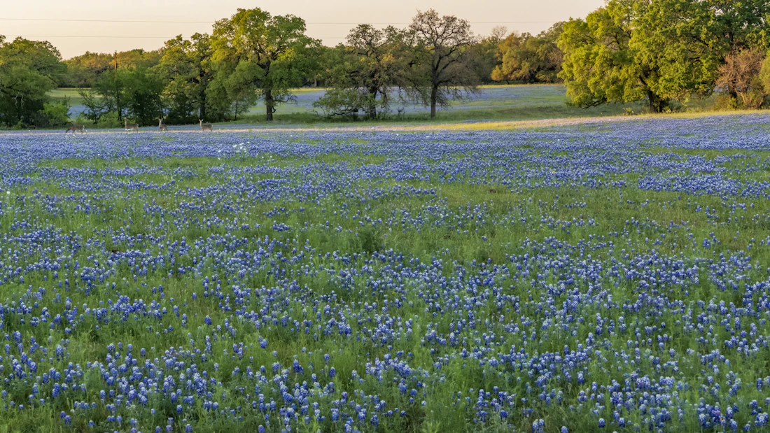 Field of Texas bluebonnets with a treeline behind