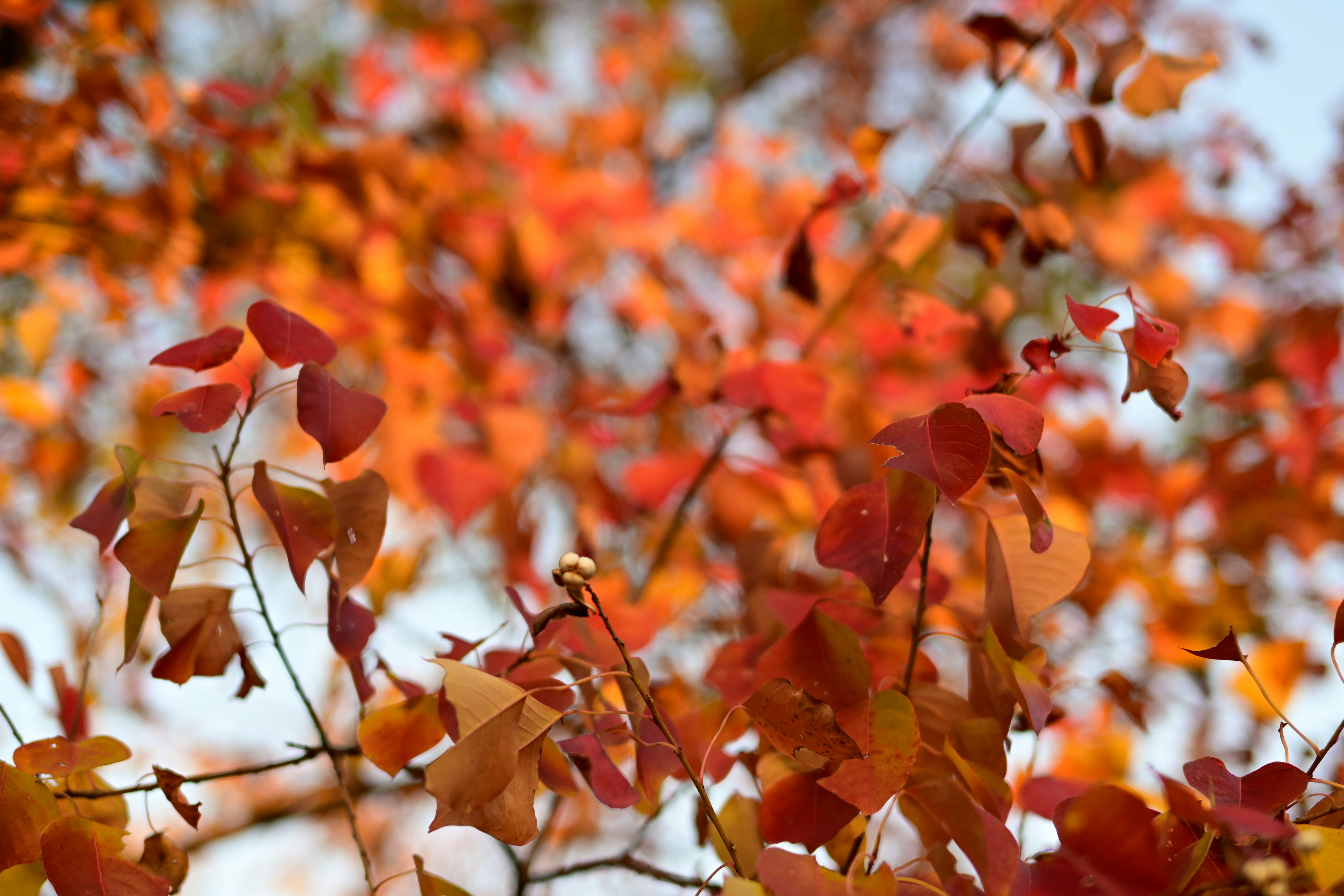 a close up of a tree with red and yellow leaves