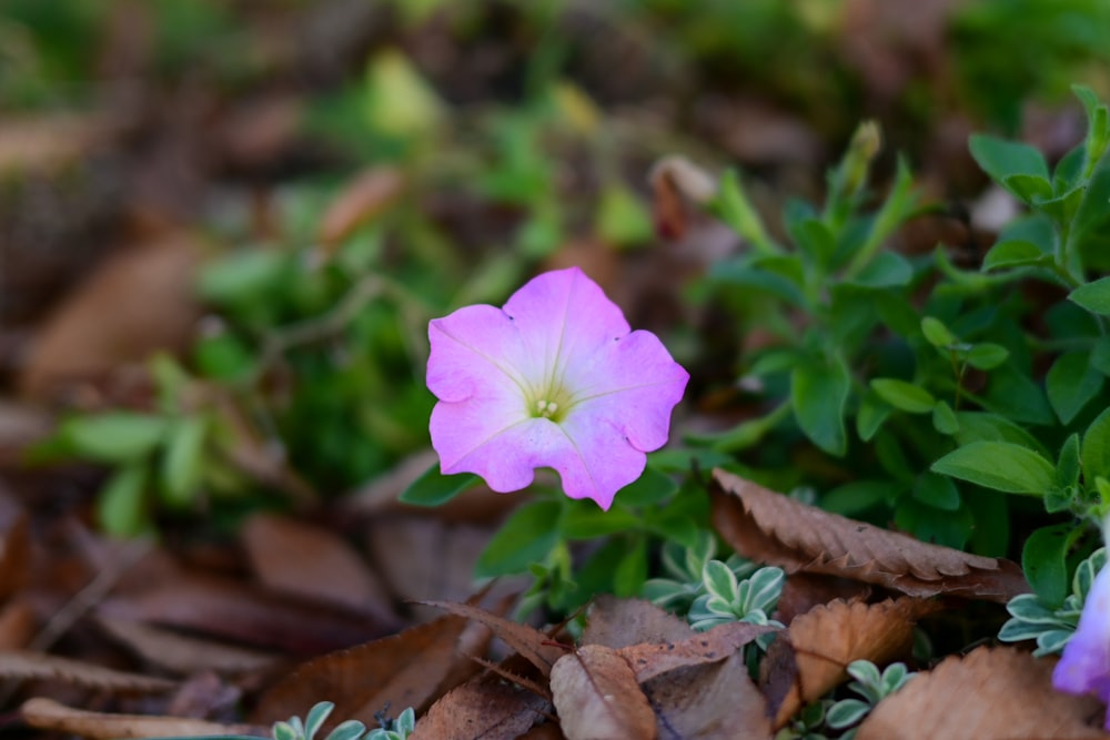 a small pink flower sitting in the middle of some leaves