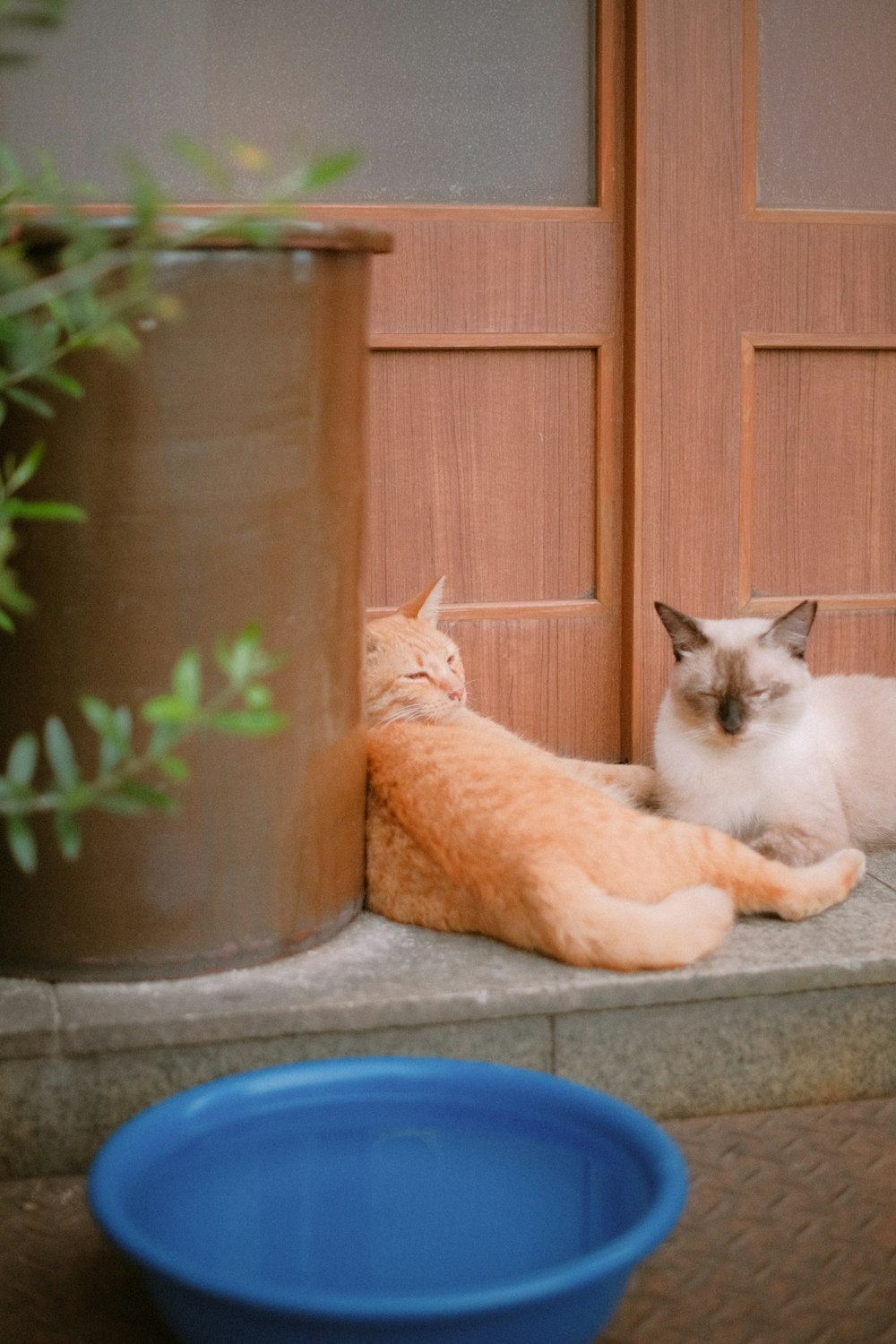 a couple of cats laying next to each other