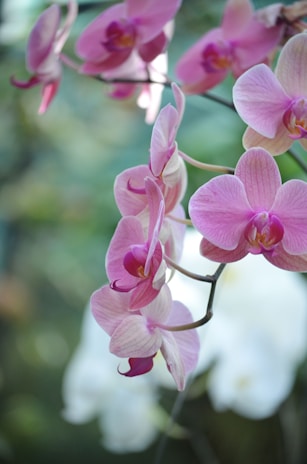 Close-up of a vanilla orchid flower bathed in soft morning light beneath a shaded canopy.