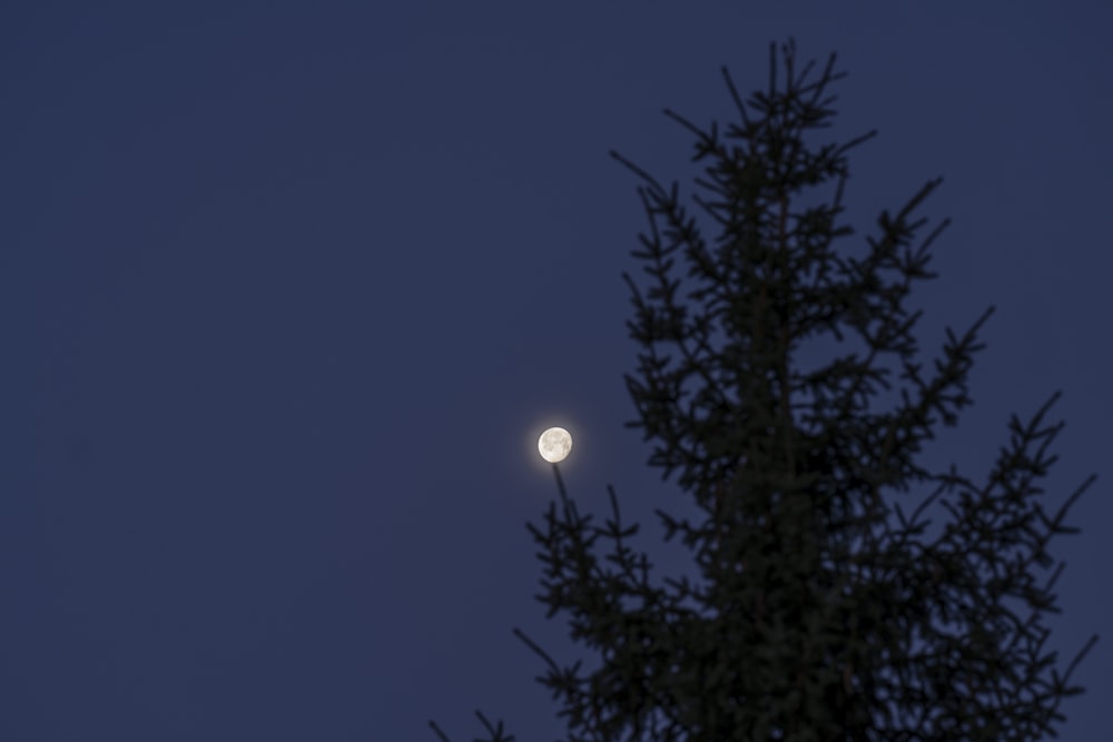 Una luna llena vista a través de las ramas de un árbol