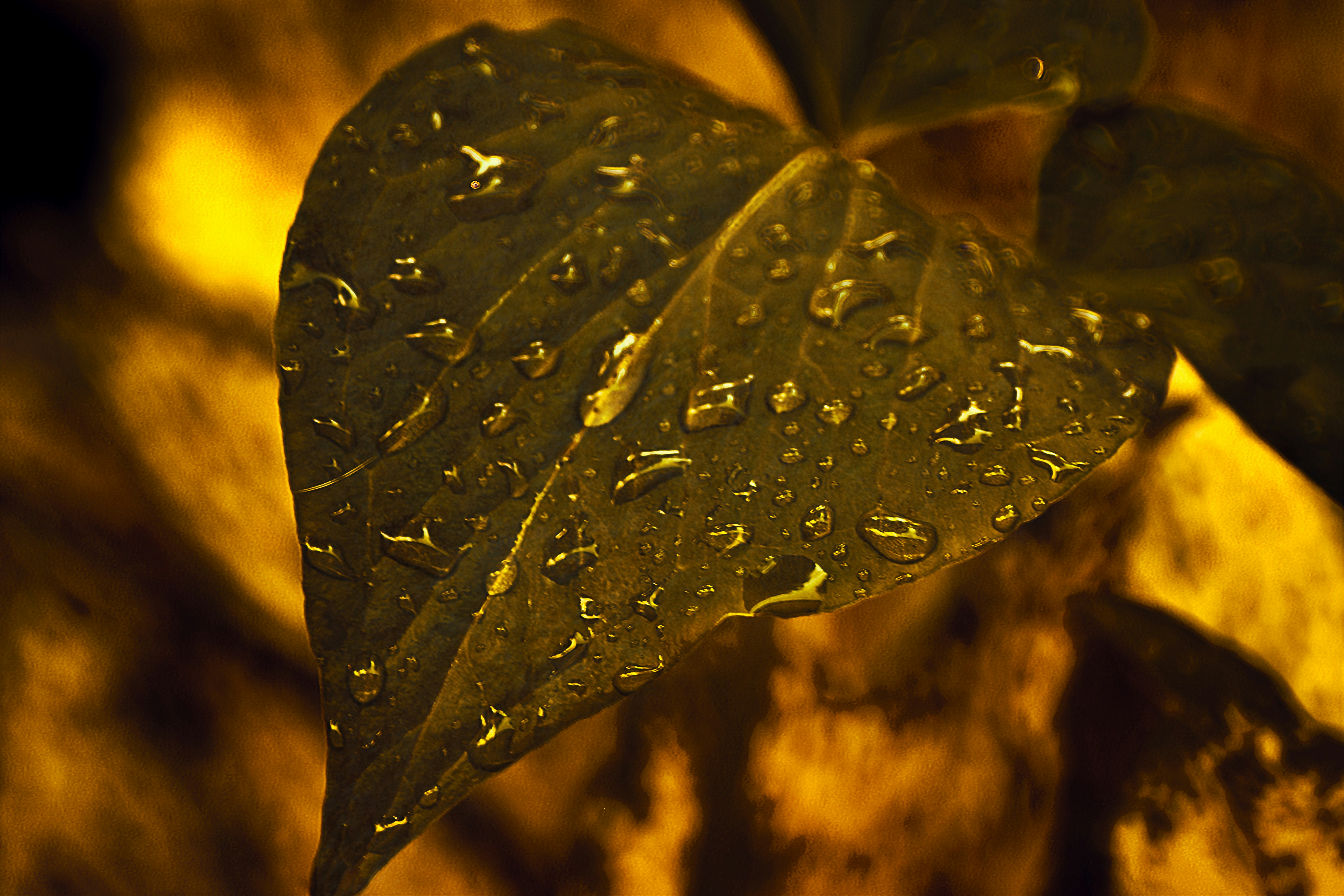 물방울이 달린 녹색 잎