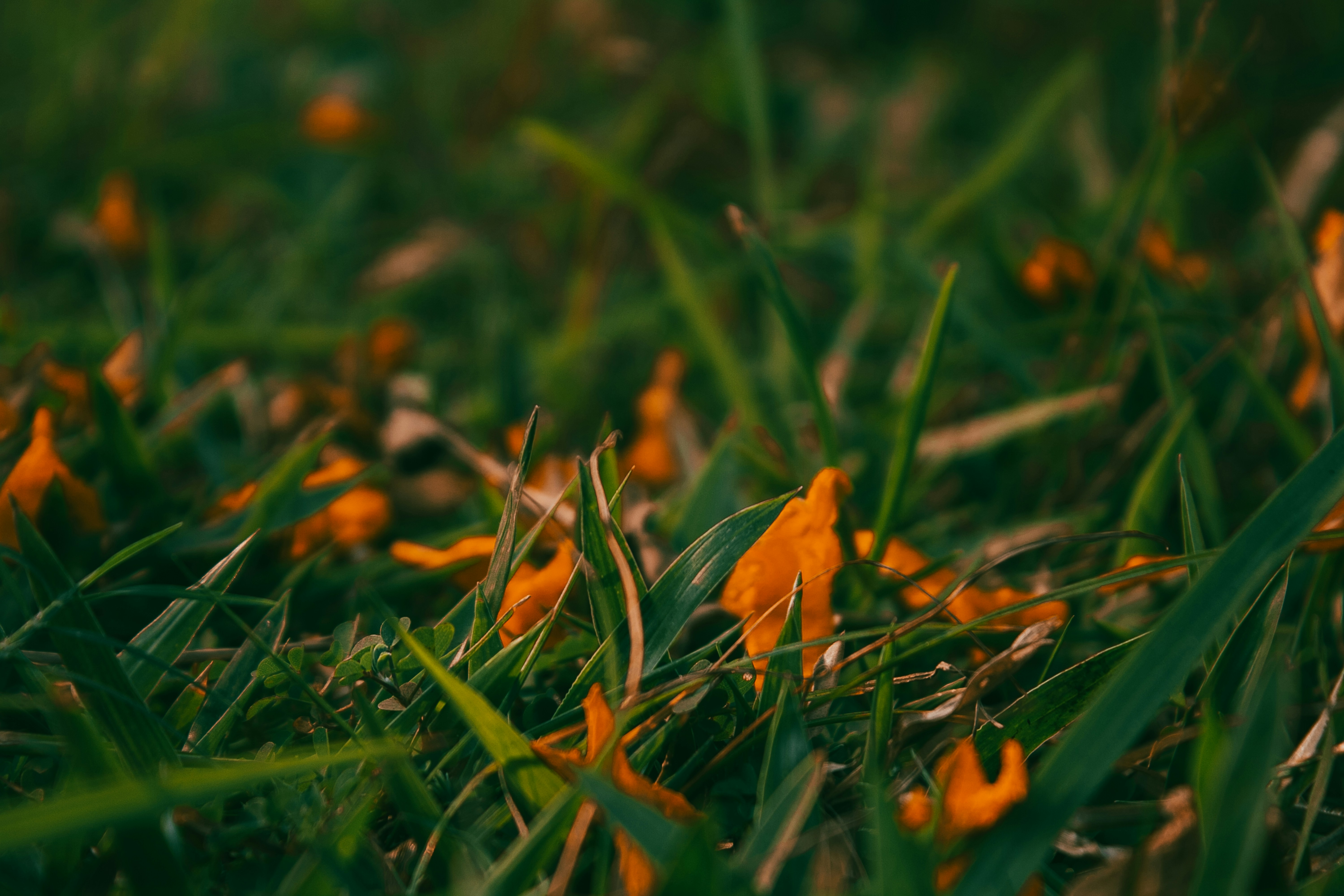 Photo by southern_scenes