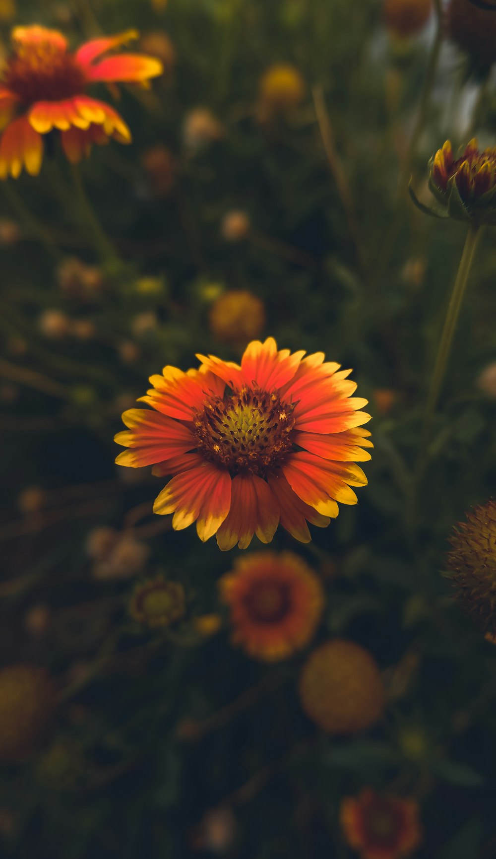 a bunch of flowers that are in the grass