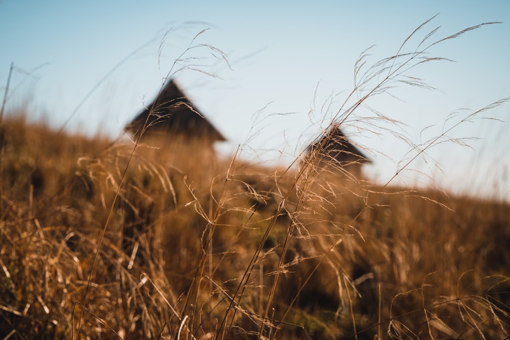 a couple of buildings sitting in the middle of a field