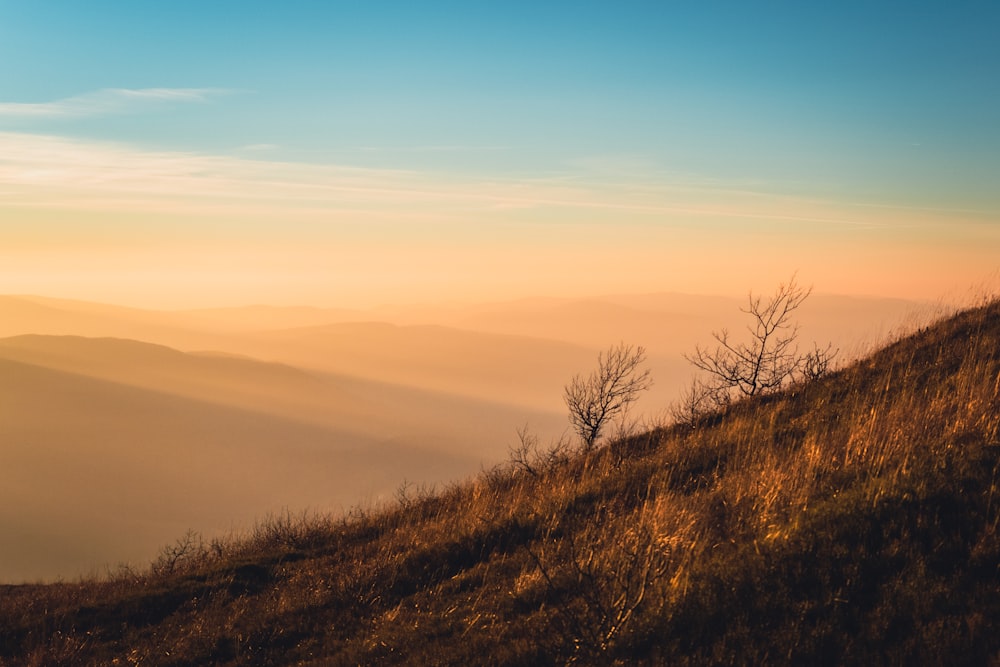 a lone tree on a grassy hill at sunset