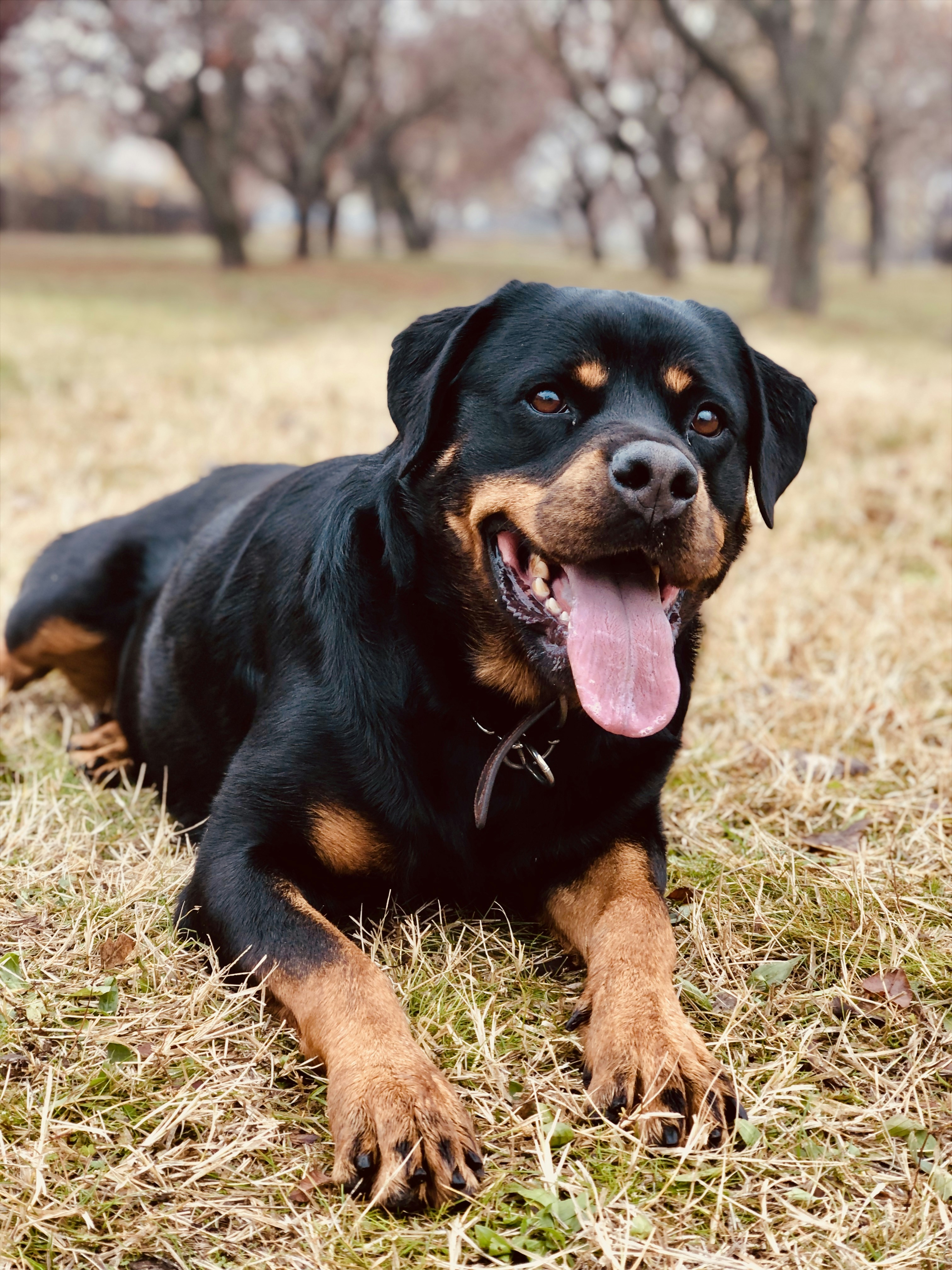 A black and brown dog laying on top of a grass covered field photo ...