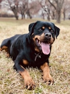 A joyful rottweiler playing in a sunny park with a smiling family.