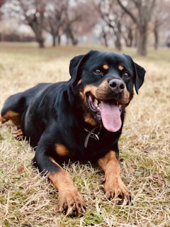 A happy Rottweiler lying on a field with dry grass, its tongue out and ears perked. Trees can be seen in the background, slightly out of focus.