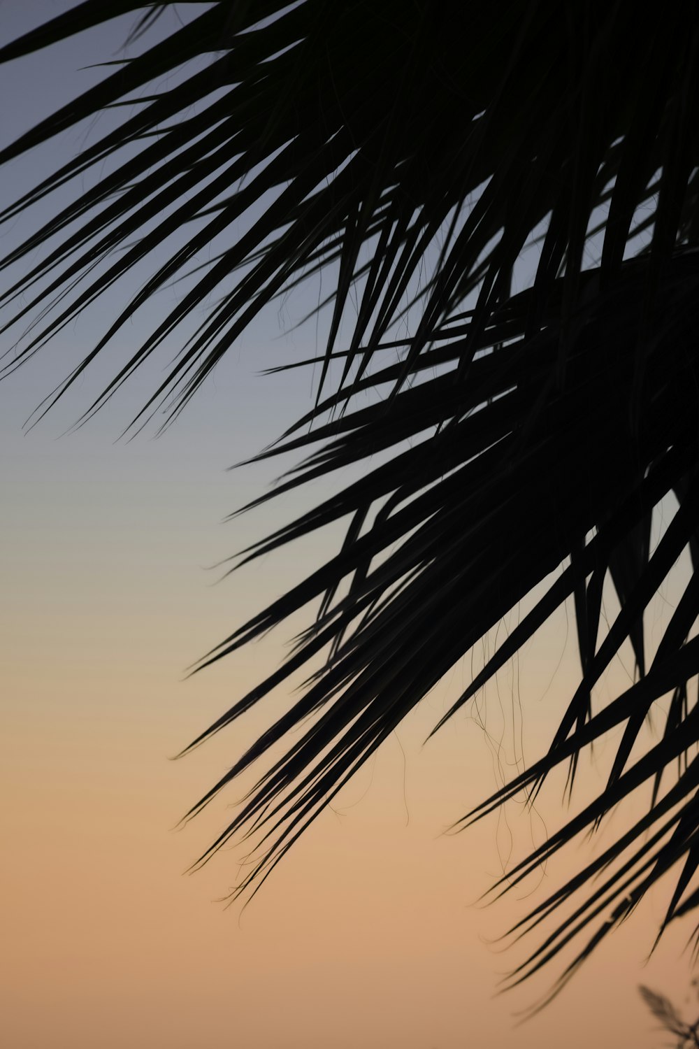 a palm tree with the sun setting in the background