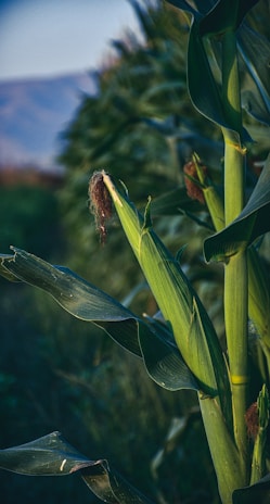 a close up of a plant with a bug on it