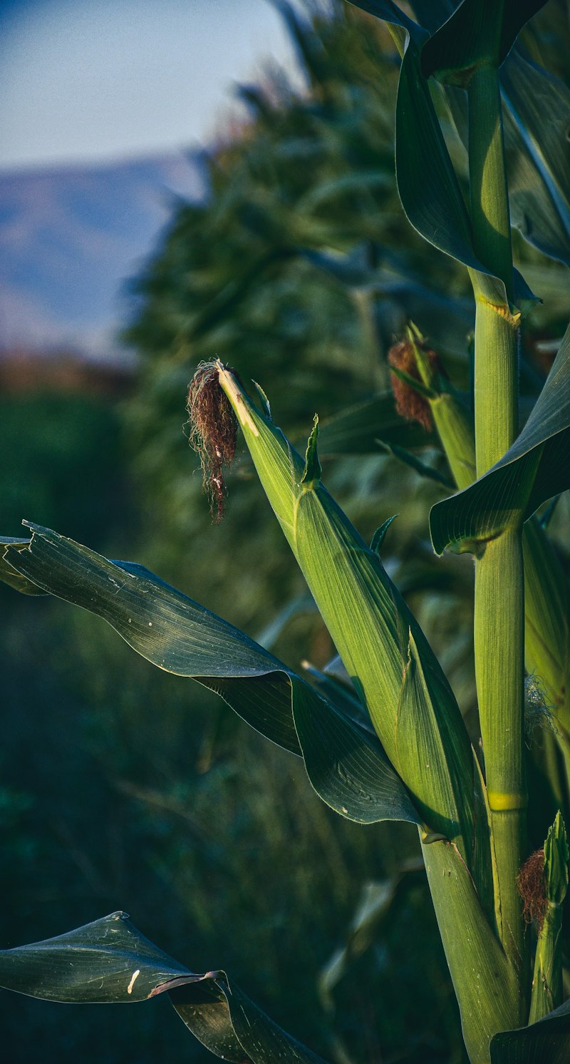 Philippine corn farmer inspecting crop for fall armyworm damage