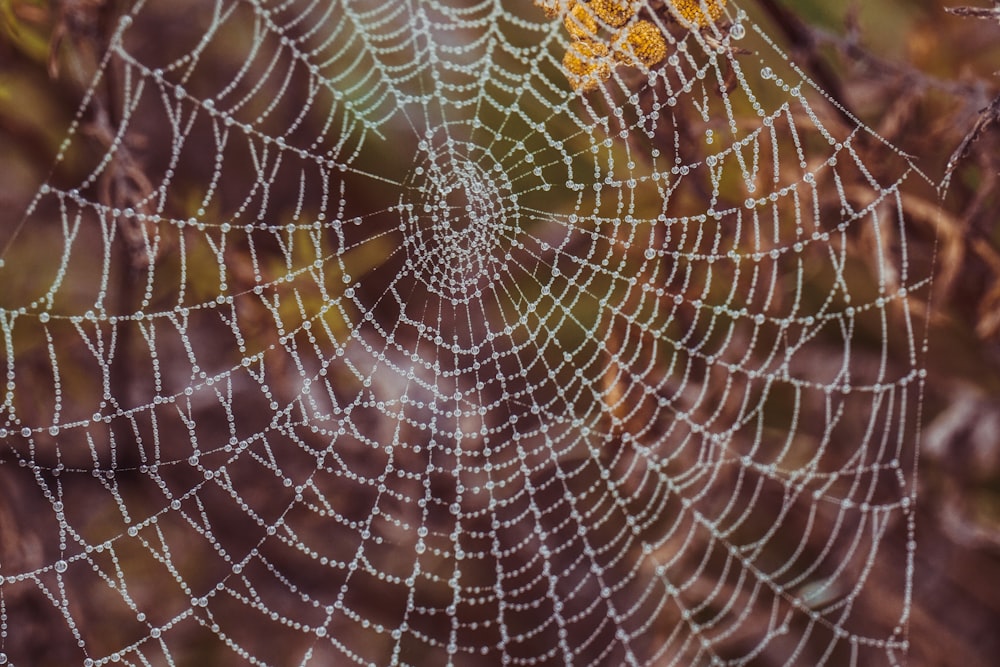 uma teia de aranha com gotas de orvalho sobre ela