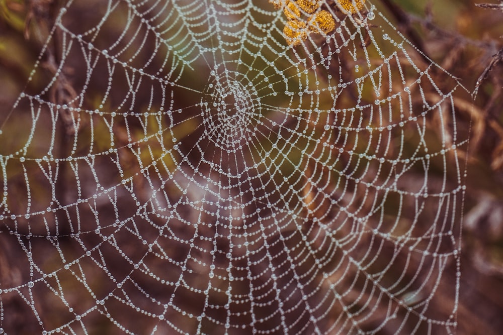 ein Spinnennetz mit Tautropfen darauf