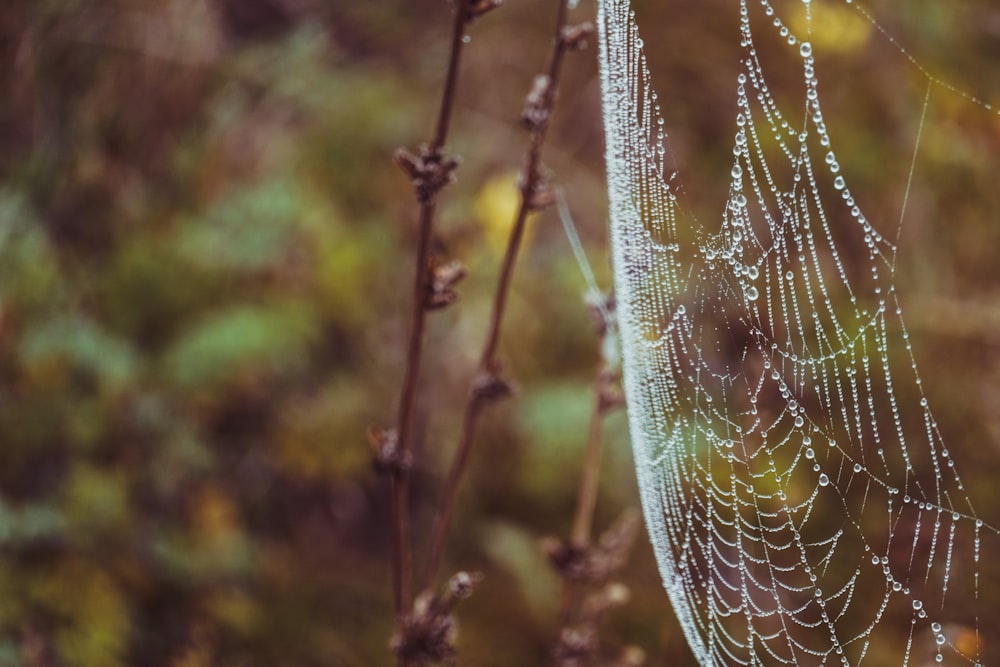 um close up de uma teia de aranha em uma planta