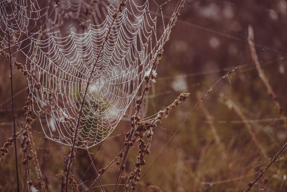 uma teia de aranha fica em um campo de grama