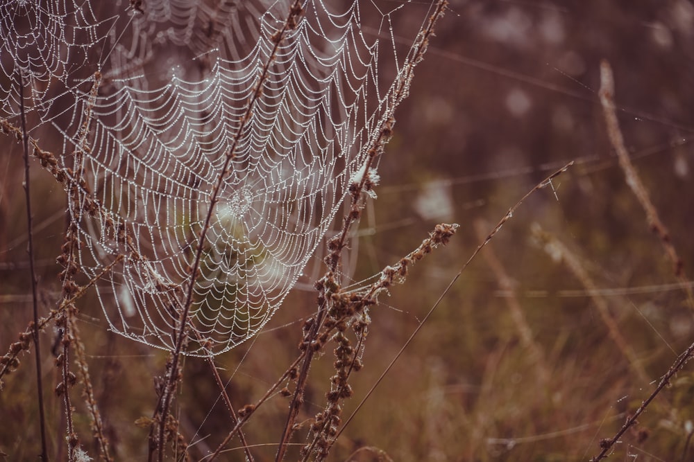 a spider web sits in a field of grass