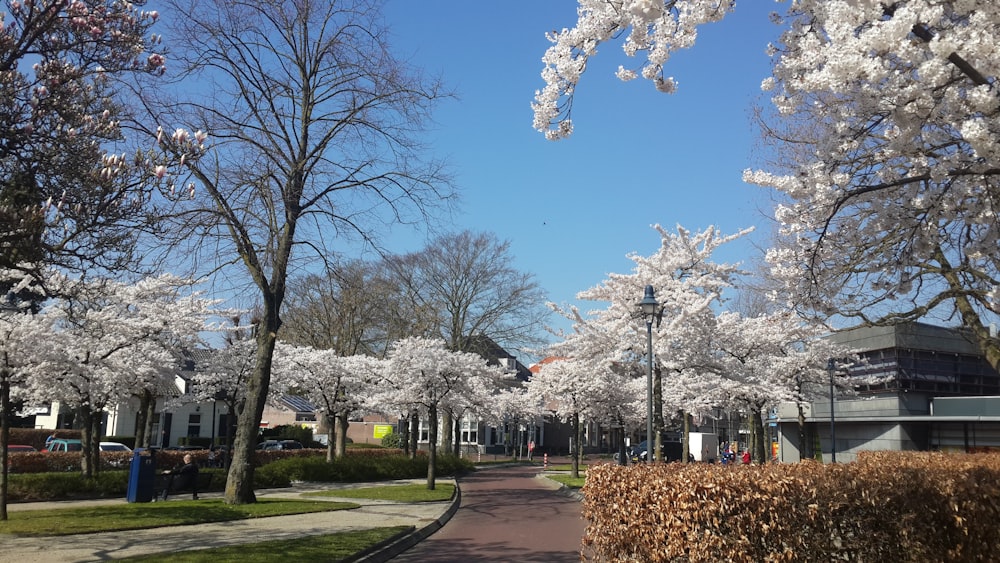 a street lined with trees with white flowers