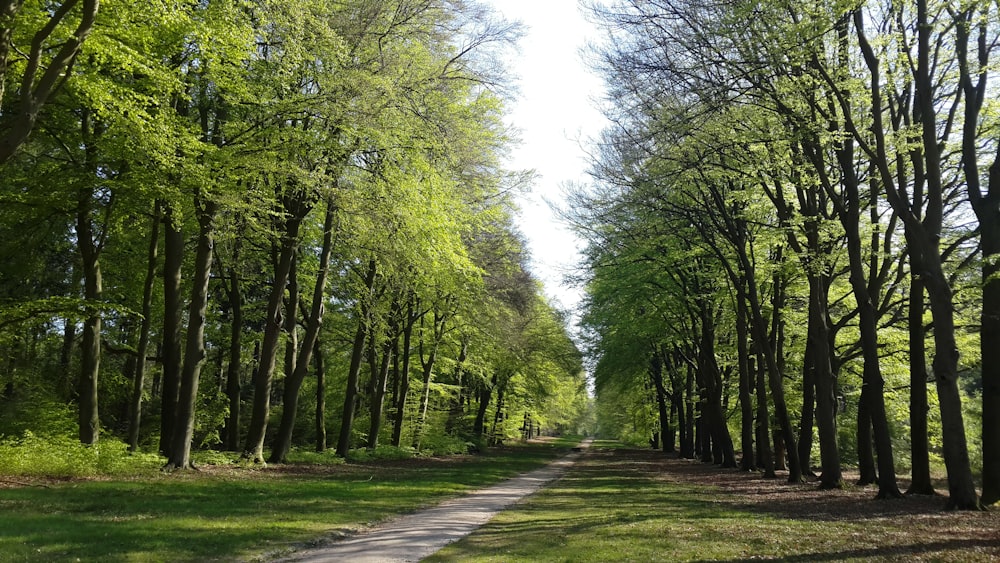 a dirt road surrounded by trees and grass